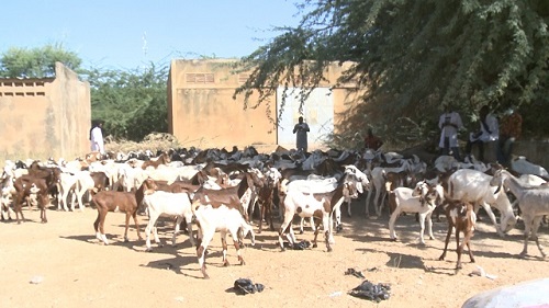 Dori : Une soixantaine de caprins et ovins offert aux personnes vulnérables